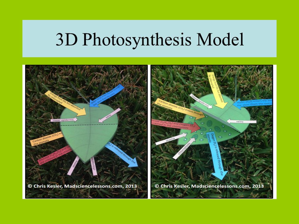 Photosynthesis And Cellular Respiration Ppt Video Online Download Photosynthesis And Cellular Respiration Ppt Video Online Download