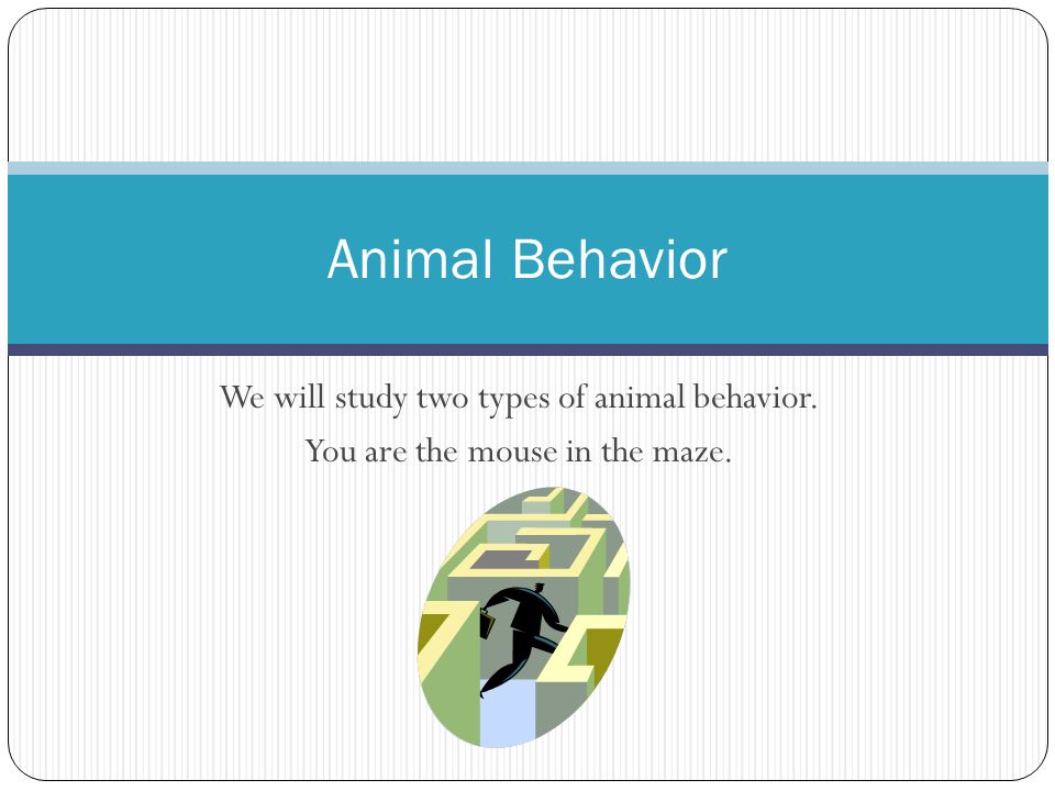Animal Behavior We will study two types of animal behavior.