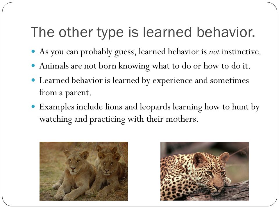 The other type is learned behavior.