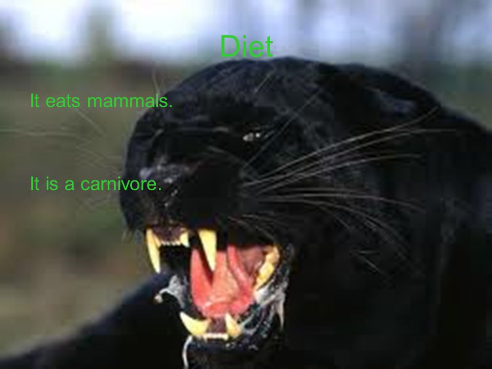 black panther adaptations