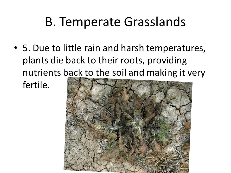 B. Temperate Grasslands