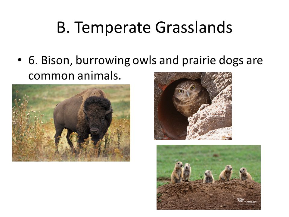B. Temperate Grasslands