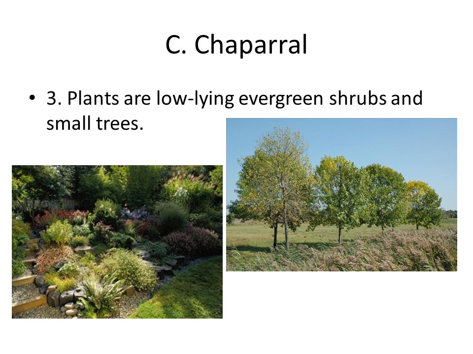 C. Chaparral 3. Plants are low-lying evergreen shrubs and small trees.
