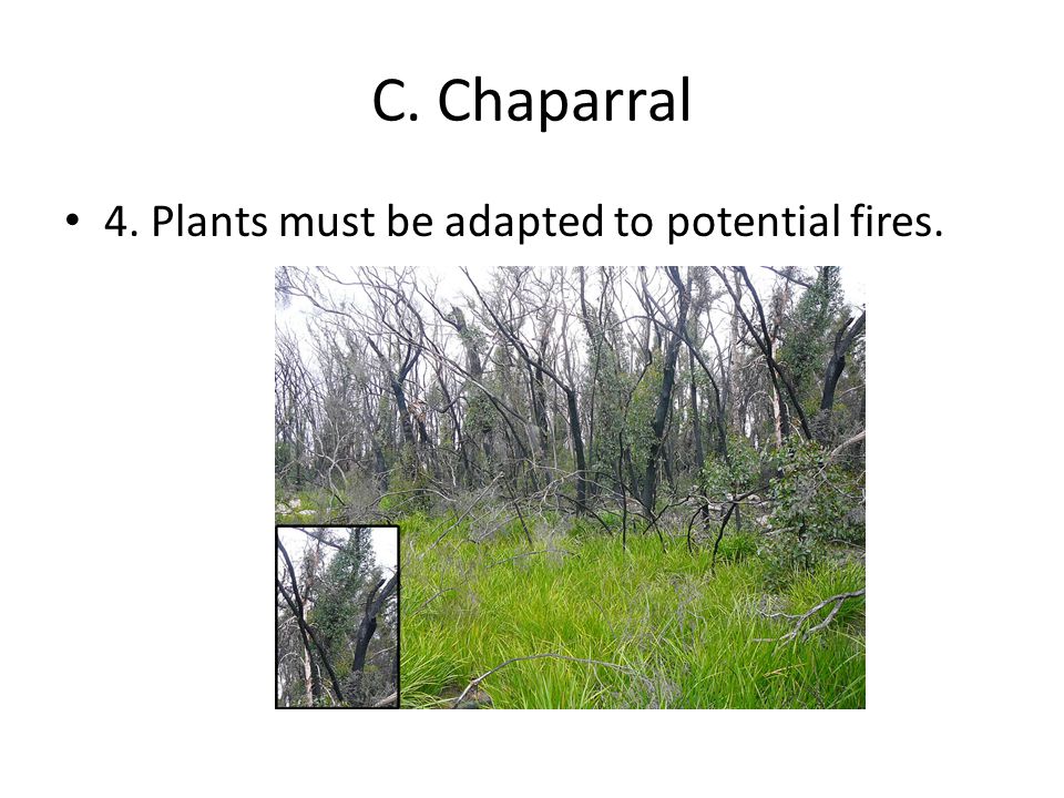 C. Chaparral 4. Plants must be adapted to potential fires.