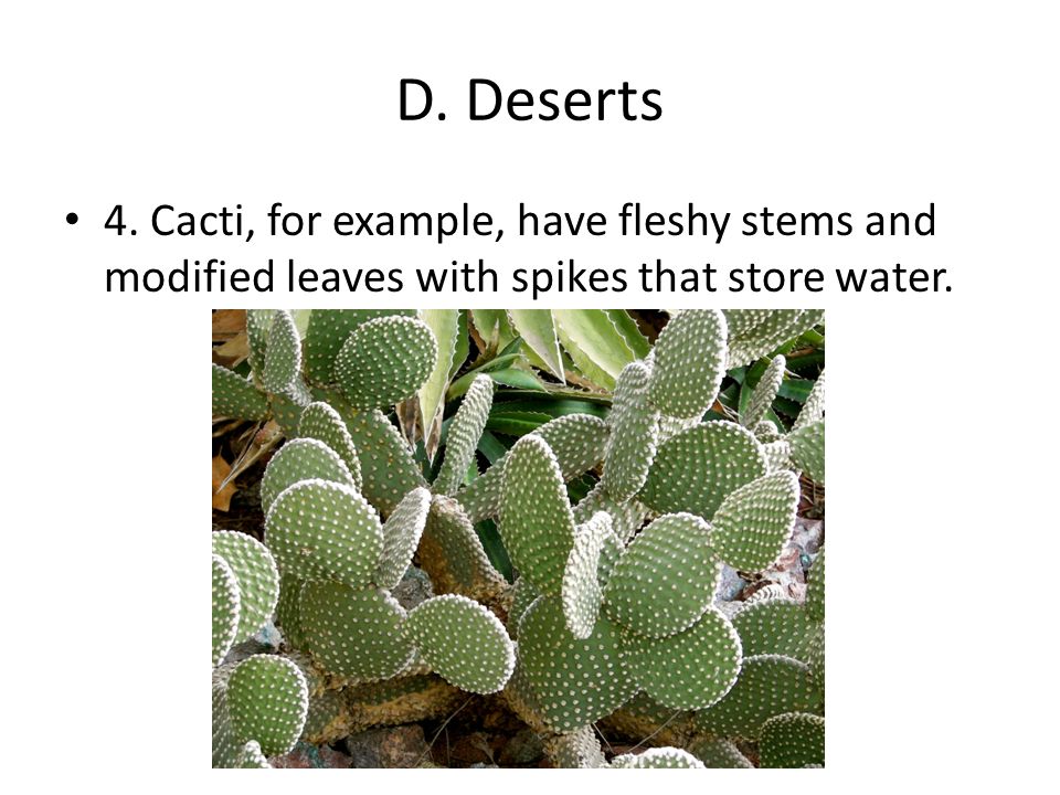 D. Deserts 4.
