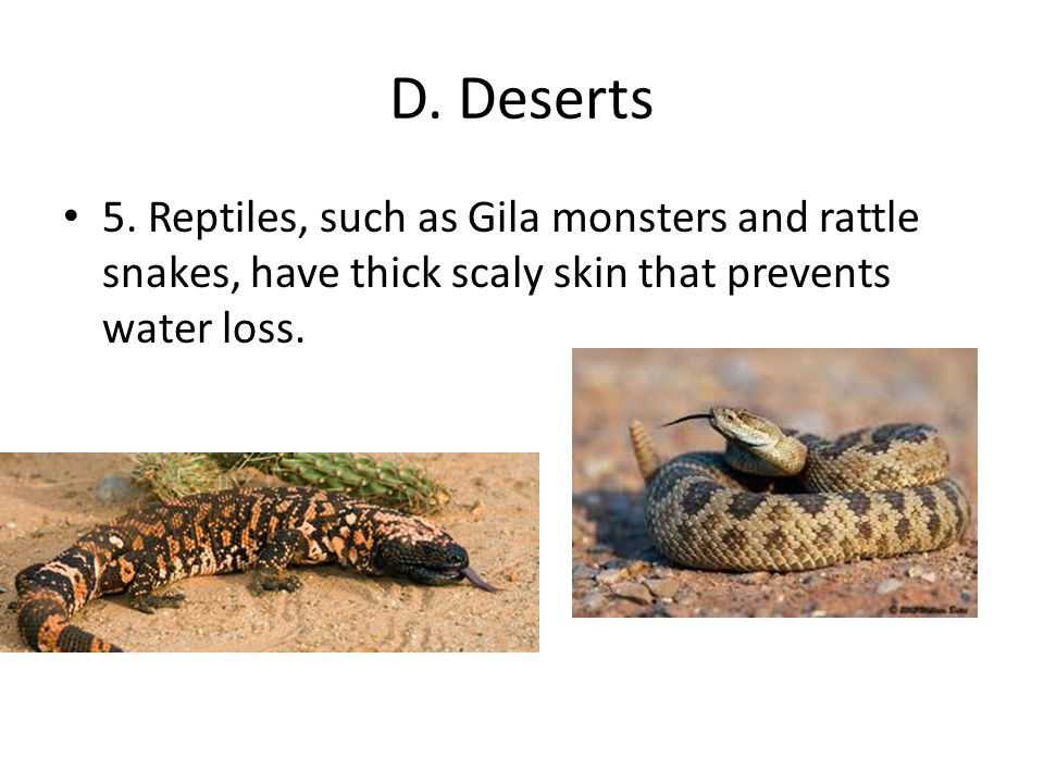 D. Deserts 5. Reptiles, such as Gila monsters and rattle snakes, have thick scaly skin that prevents water loss.