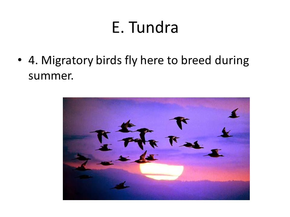 E. Tundra 4. Migratory birds fly here to breed during summer.