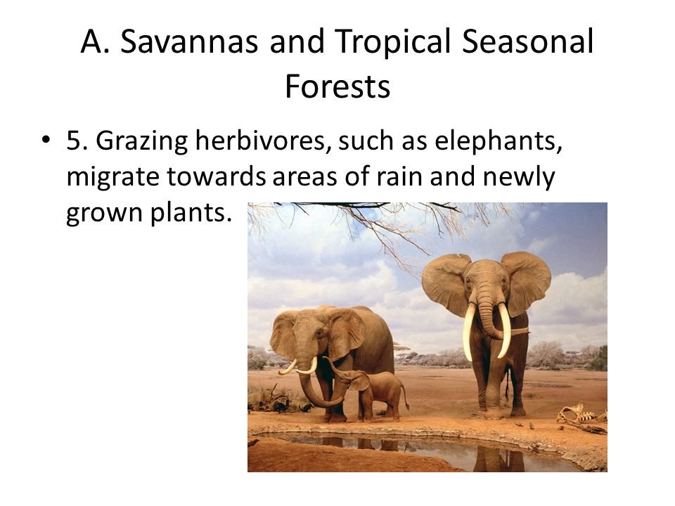 A. Savannas and Tropical Seasonal Forests