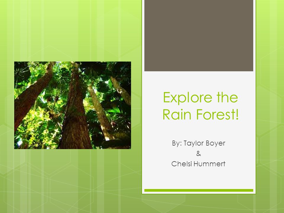 Explore the Rain Forest!