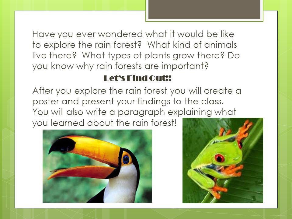 Have you ever wondered what it would be like to explore the rain forest What kind of animals live there What types of plants grow there Do you know why rain forests are important