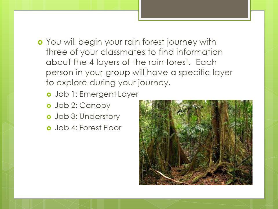 You will begin your rain forest journey with three of your classmates to find information about the 4 layers of the rain forest. Each person in your group will have a specific layer to explore during your journey.
