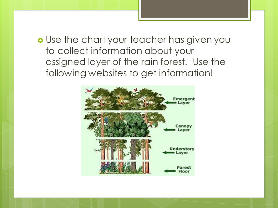 Use the chart your teacher has given you to collect information about your assigned layer of the rain forest.