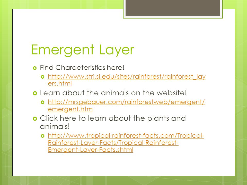 Emergent Layer Learn about the animals on the website!