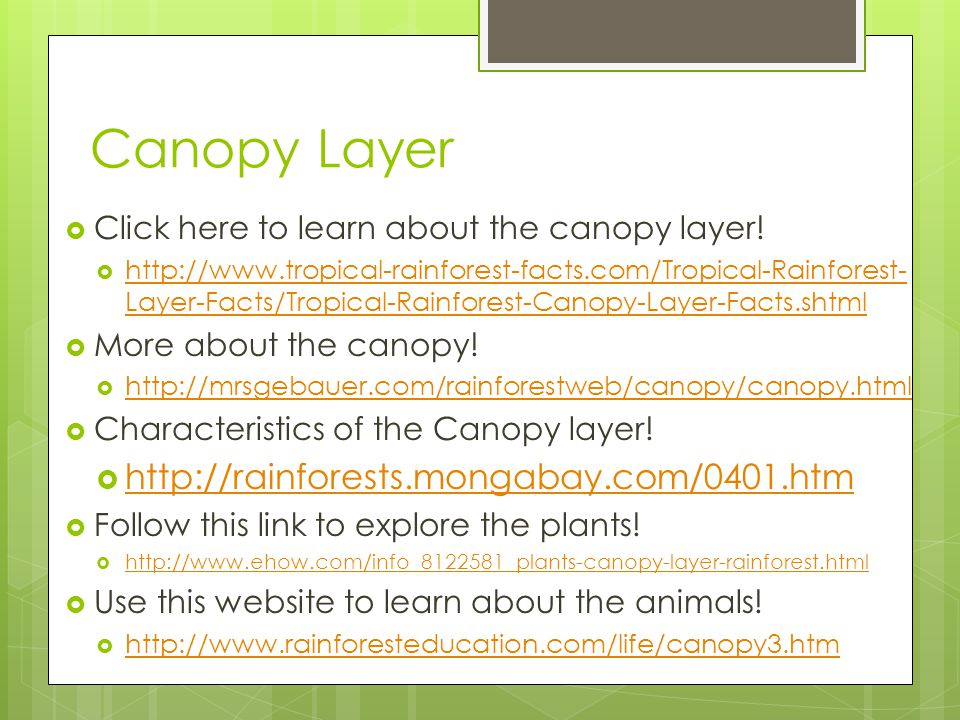 Canopy Layer