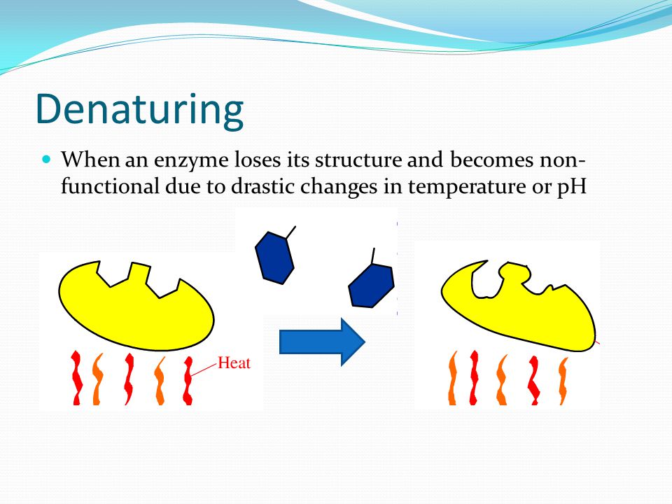Denaturing When an enzyme loses its structure and becomes non-functional due to drastic changes in temperature or pH.
