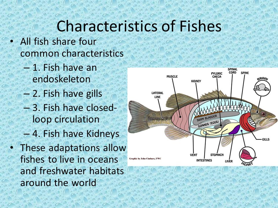 5 Characteristics That All Fish Have in Common