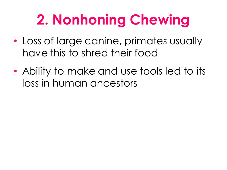 2. Nonhoning Chewing Loss of large canine, primates usually have this to shred their food.