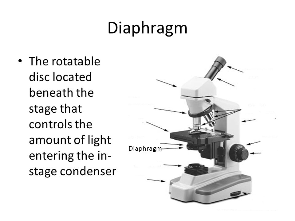 The Microscope Ppt Video Online Download