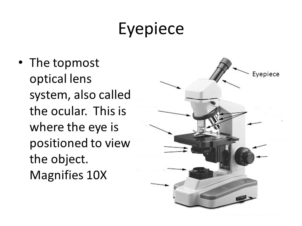 The Microscope. - ppt video online download