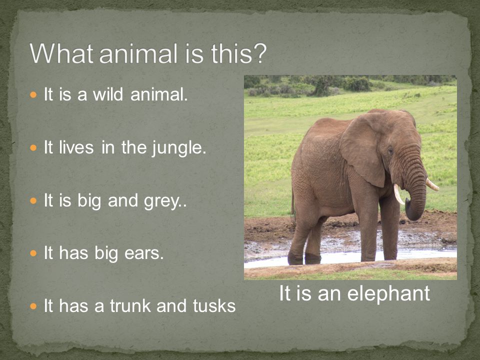 Lets look at some animals ppt video online download