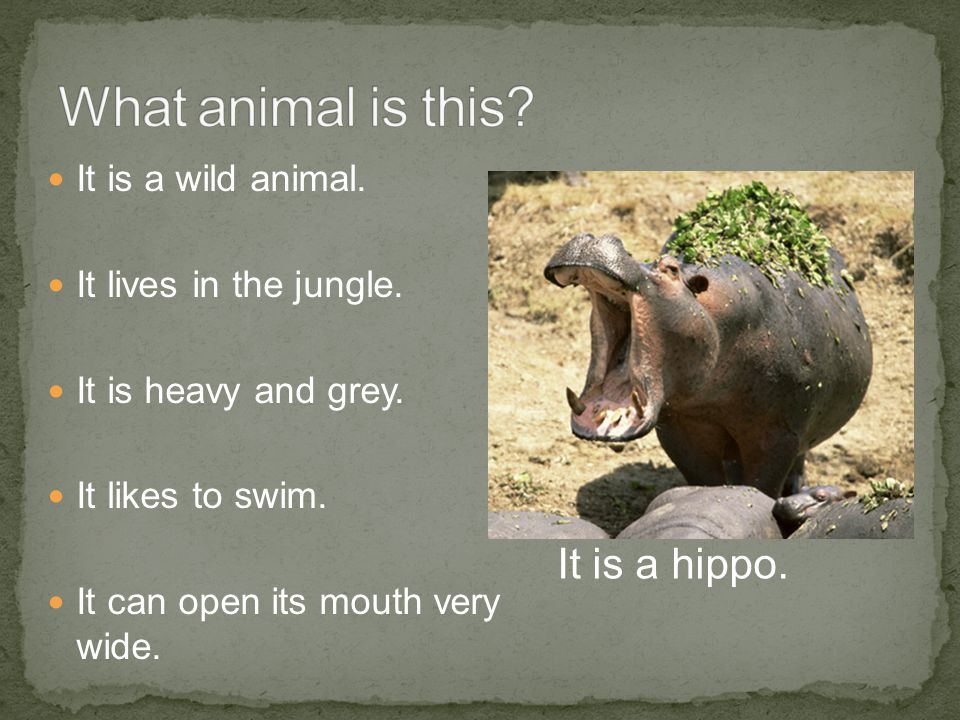 This animal is big. Hippo на английском. Hippo загадка. Animals презентация. Riddles Hippo.