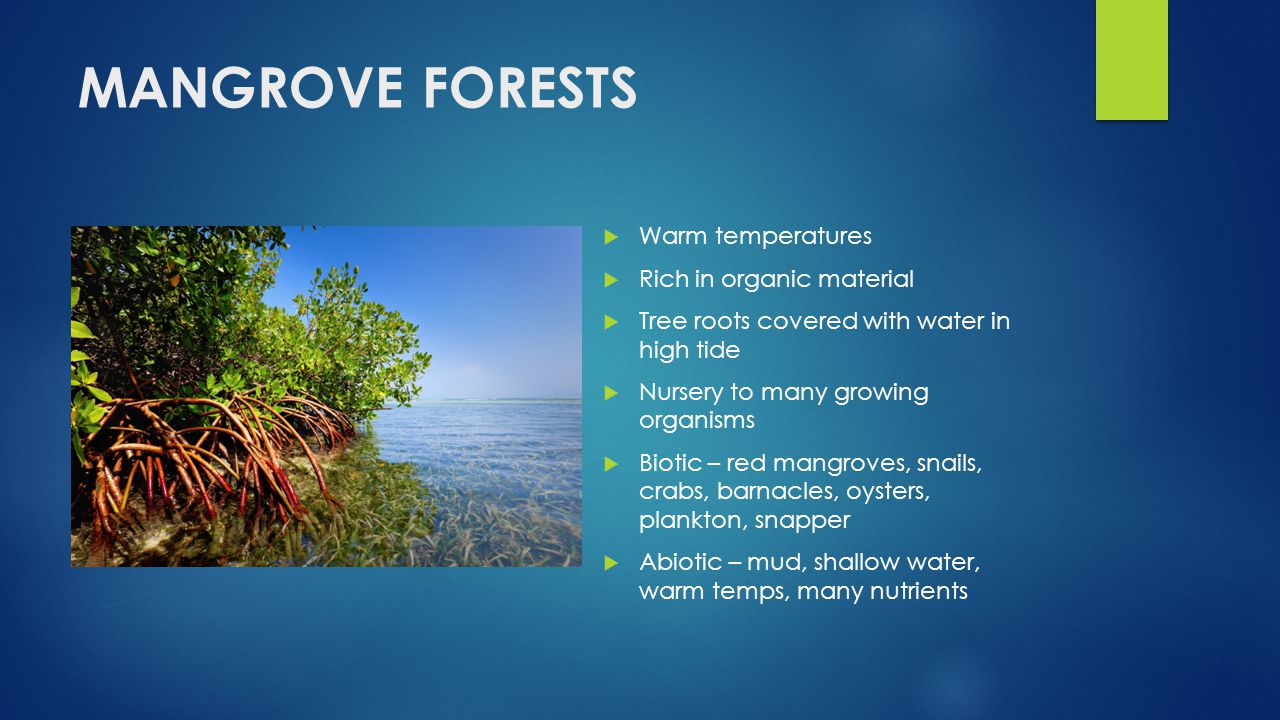 MANGROVE FORESTS Add Picture Warm temperatures