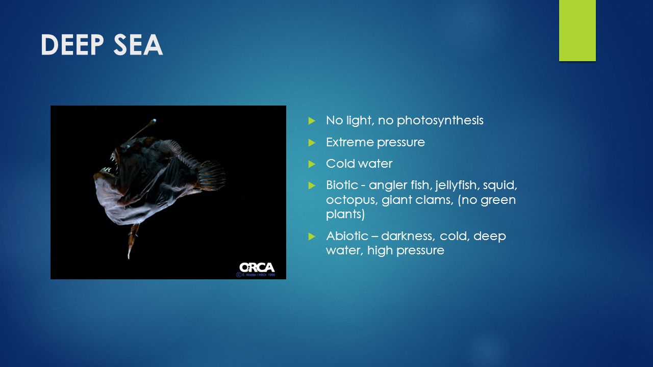 DEEP SEA Add Picture No light, no photosynthesis Extreme pressure