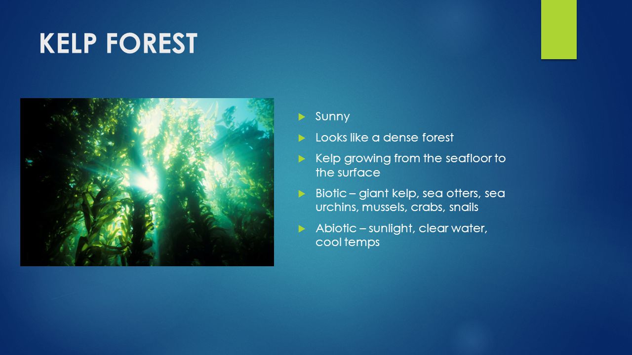 KELP FOREST Add Pictures Sunny Looks like a dense forest