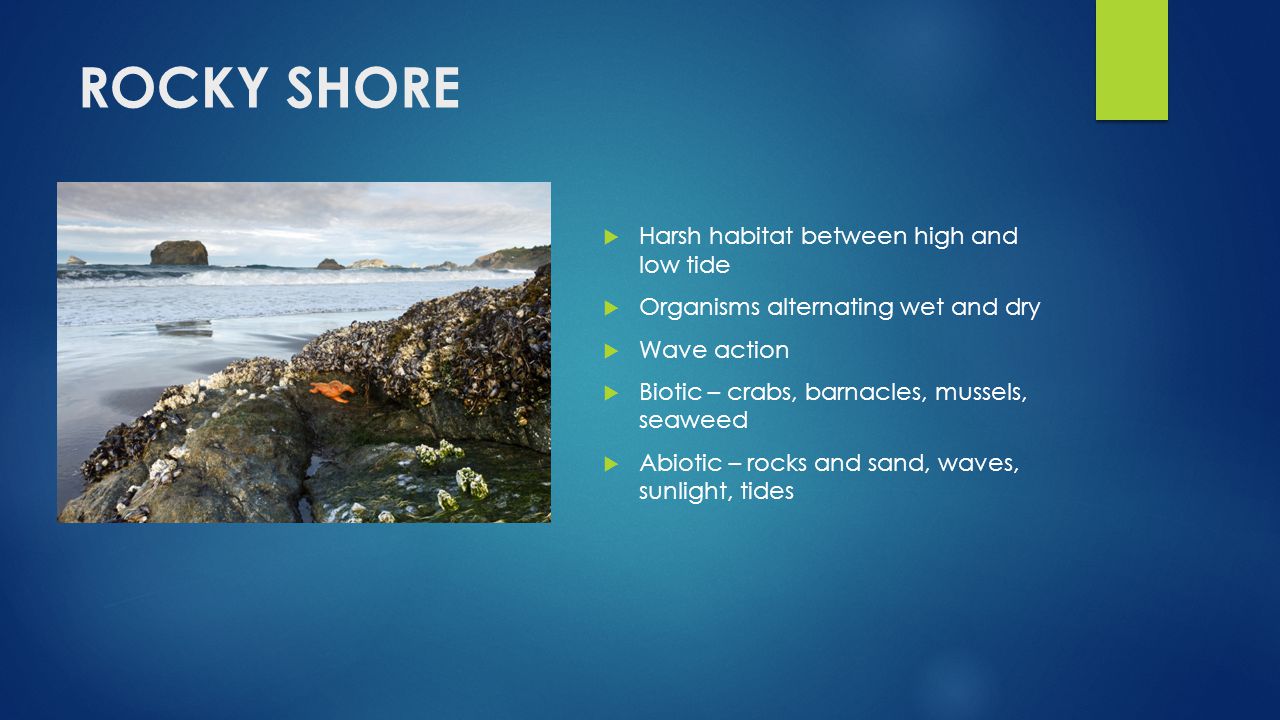 ROCKY SHORE Add Pictures Harsh habitat between high and low tide