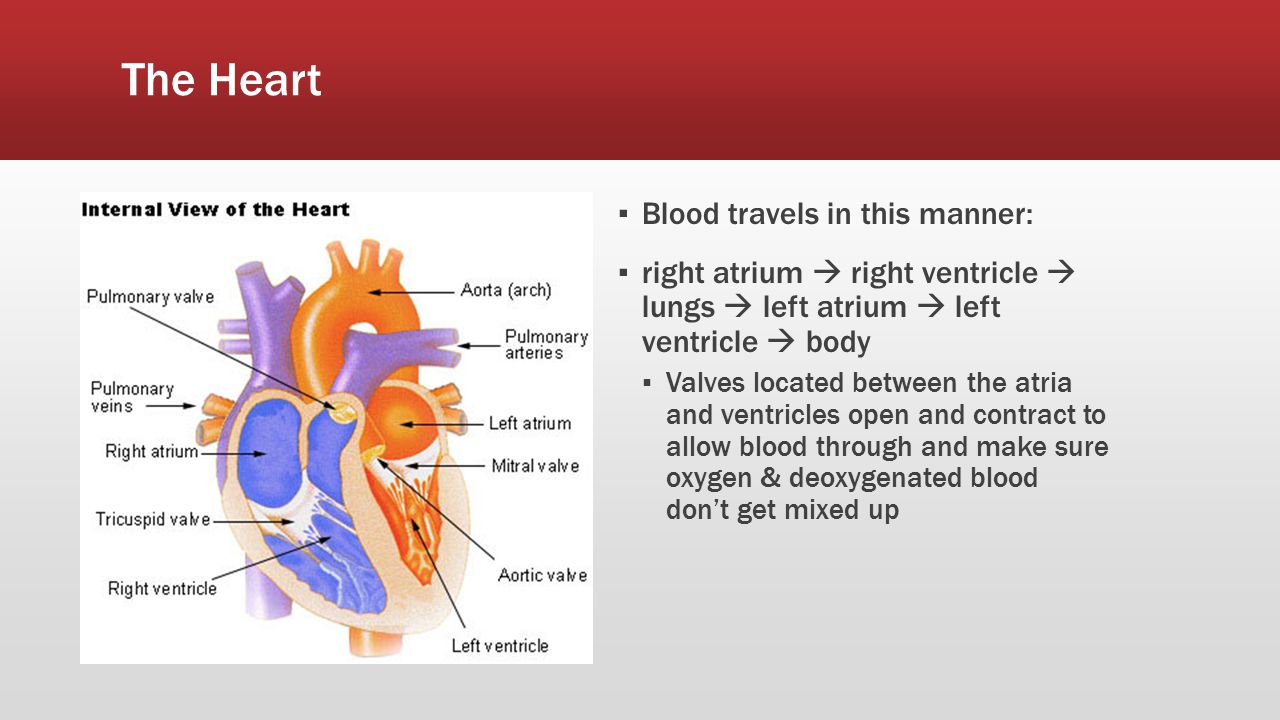 The Heart Blood travels in this manner: