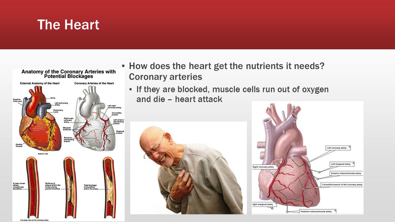 The Heart How does the heart get the nutrients it needs Coronary arteries.