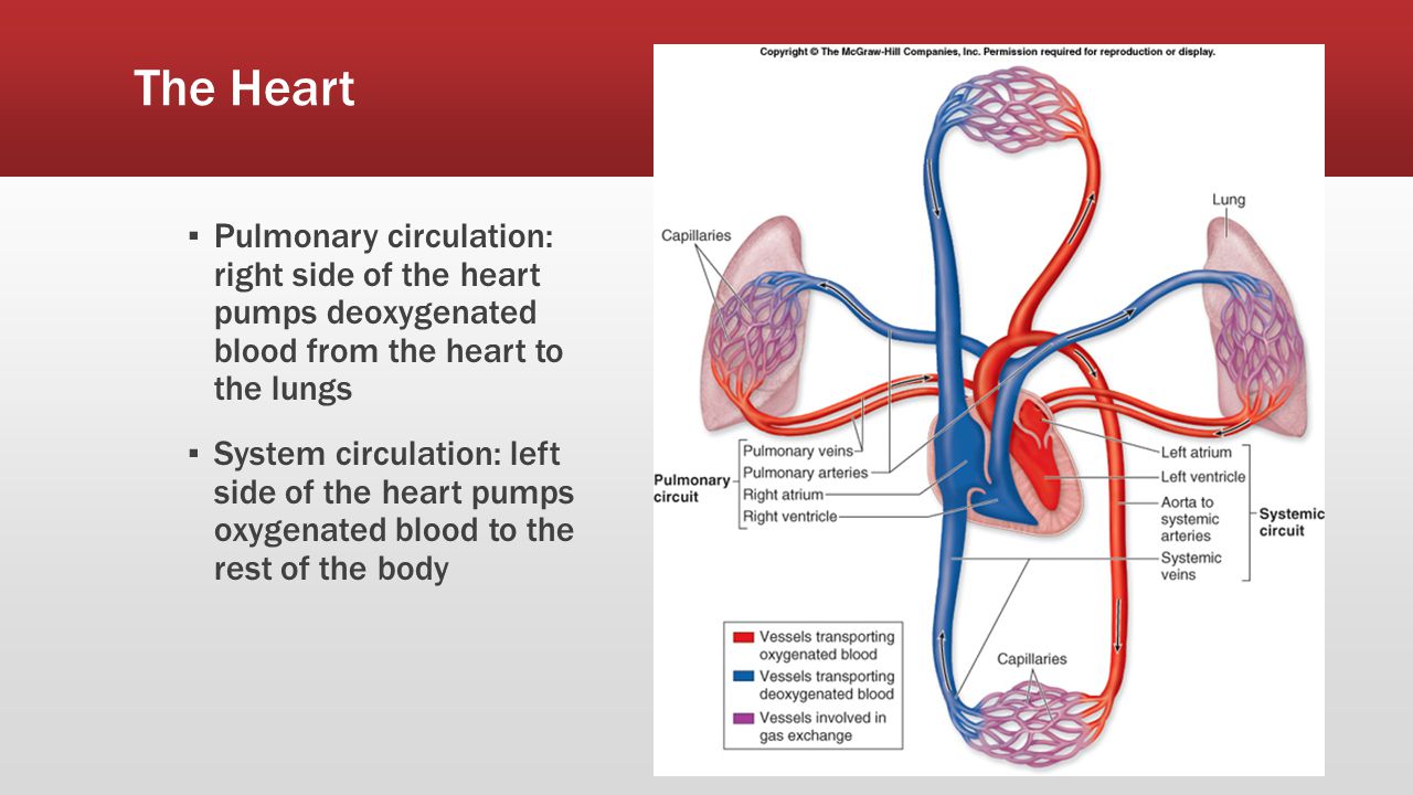 The Heart Pulmonary circulation: right side of the heart pumps deoxygenated blood from the heart to the lungs.
