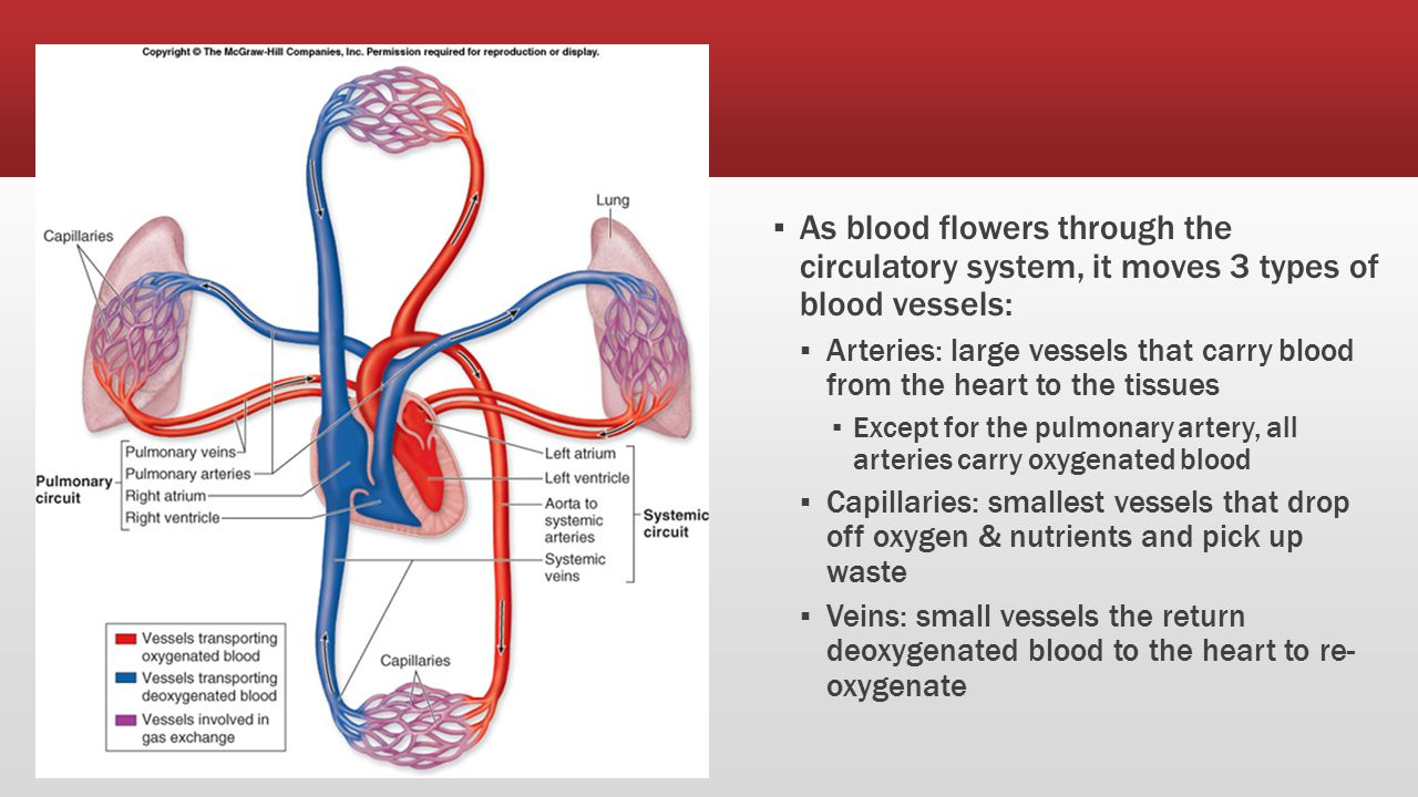 Blood Vessels As blood flowers through the circulatory system, it moves 3 types of blood vessels: