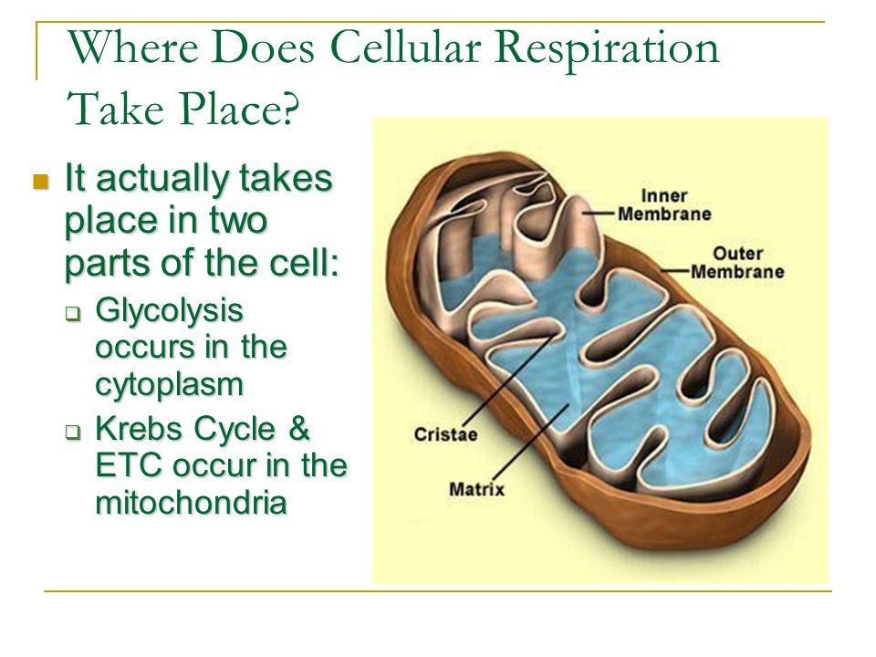 Cellular Respiration Chapter 4, sections 1 and ppt download