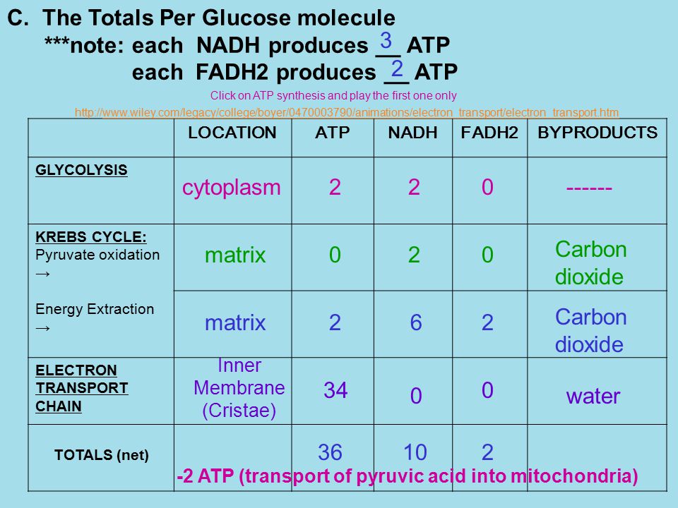 Glycolysis Krebs Cycle Electron Transport Chain Chart