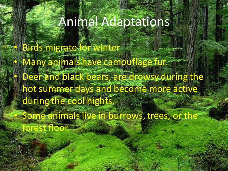 Temperate Rainforest By: Brianna(:. - ppt video online download