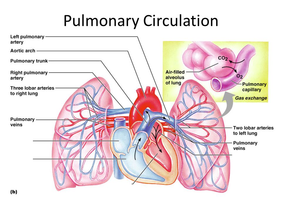 Легочная артерия картинка