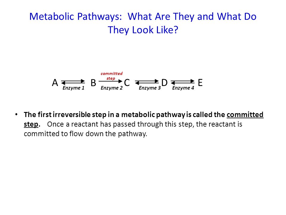 Learning Objectives • Be able to describe a the key properties of a  metabolic pathway. • Be able to describe the various modes of regulation of  metabolic. - ppt video online download