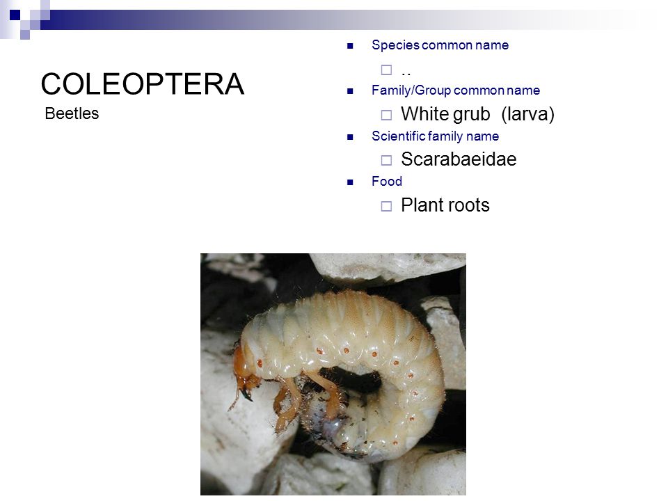 COLEOPTERA Ordinal Characteristics: (1) chewing mouthparts - ppt video  online download