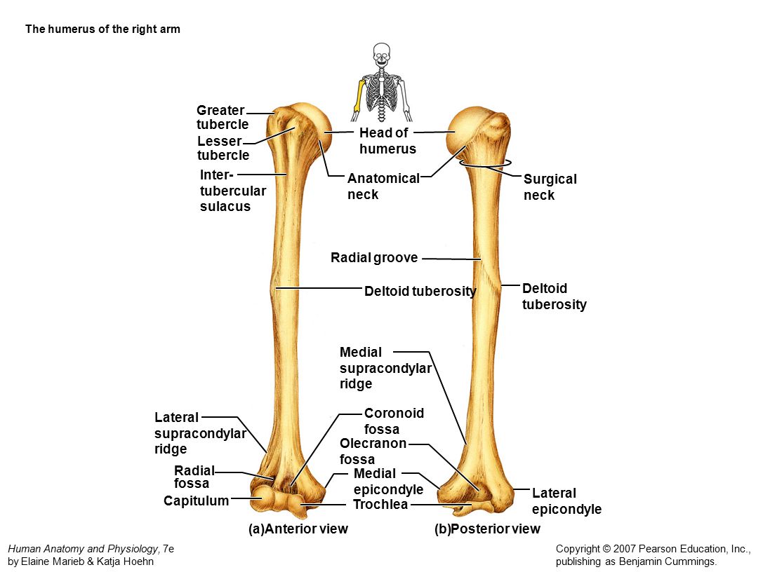 Плечевая кость латынь. Левая плечевая кость анатомия. Плечевая кость анатомия рисунок. Шейка плечевой кости анатомия. Дельтовидная бугристость плечевой кости.