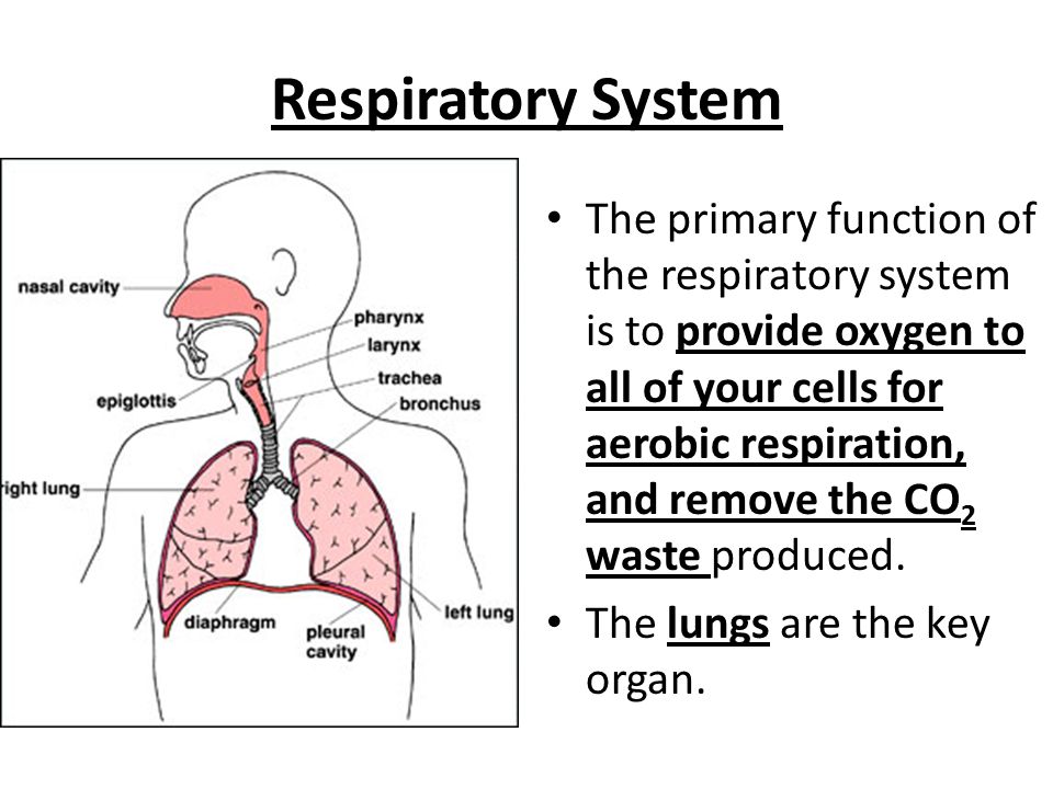 Hsa practice question the kidneys regulate the levels of many chemicals