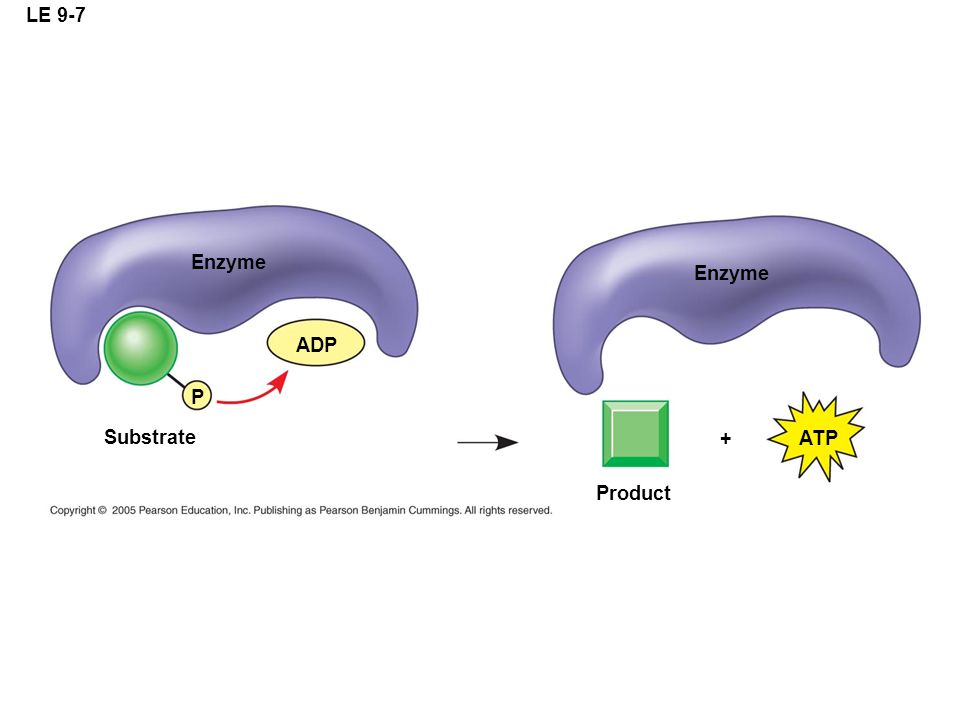 LE 9-7 Enzyme Enzyme ADP P Substrate + ATP Product