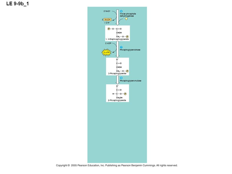 LE 9-9b_1 2 NAD+ Triose phosphate dehydrogenase 2 NADH + 2 H+