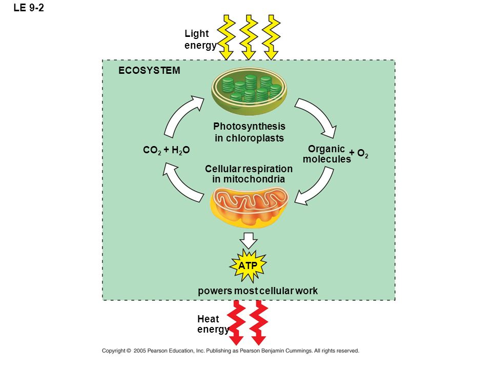 LE 9-2 Light energy ECOSYSTEM Photosynthesis in chloroplasts CO2 + H2O