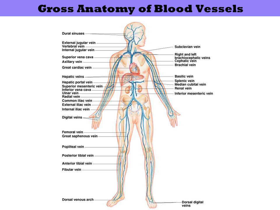 Gross Anatomy of Blood Vessels