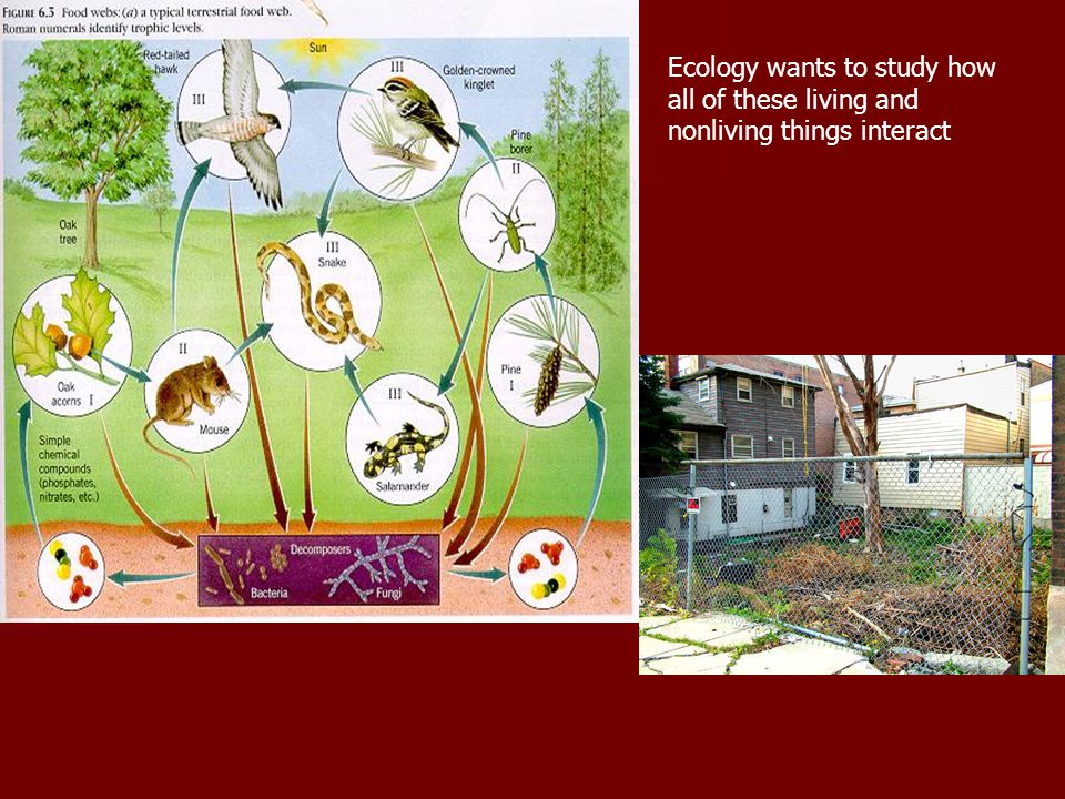 Ecology wants to study how all of these living and nonliving things interact