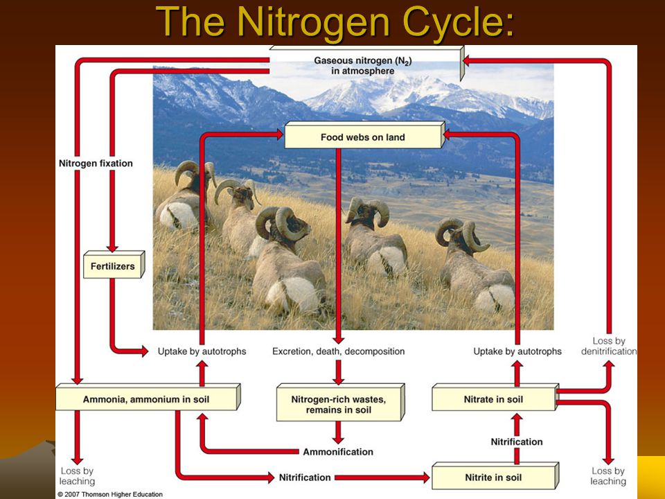 The Nitrogen Cycle:
