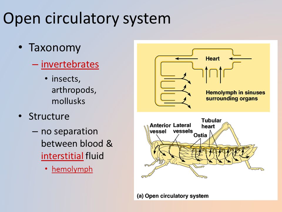 Circulatory Systems (Ch. 42) - ppt download