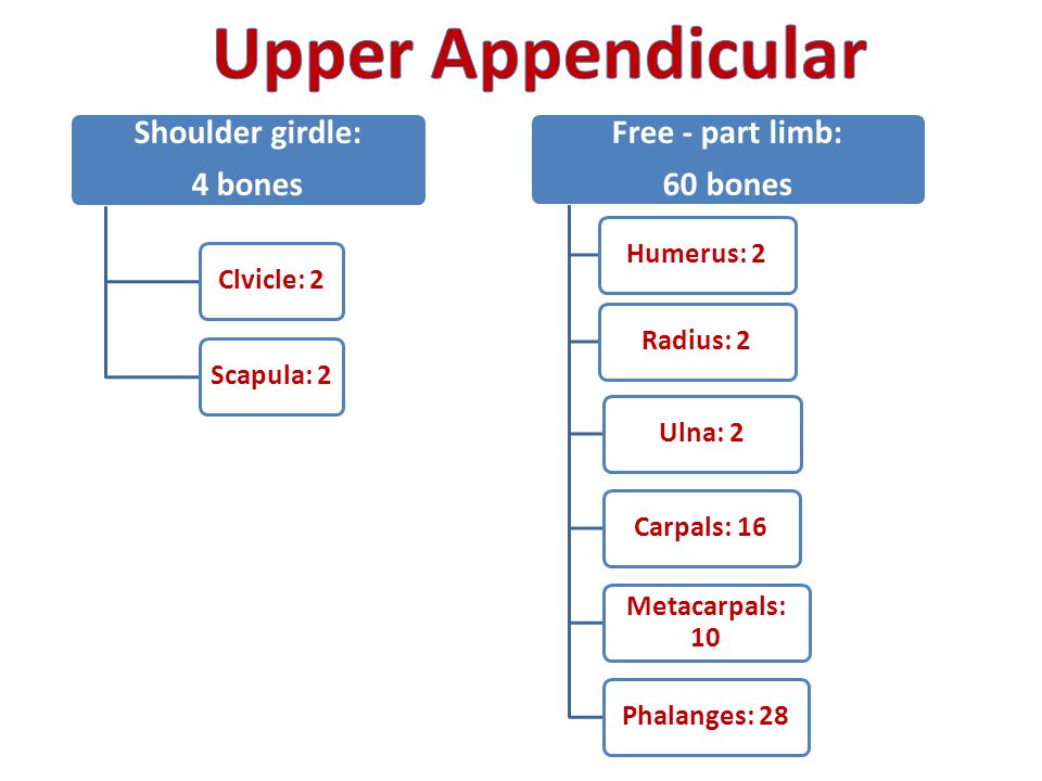 Upper Appendicular Shoulder girdle: 4 bones Free - part limb: 60 bones