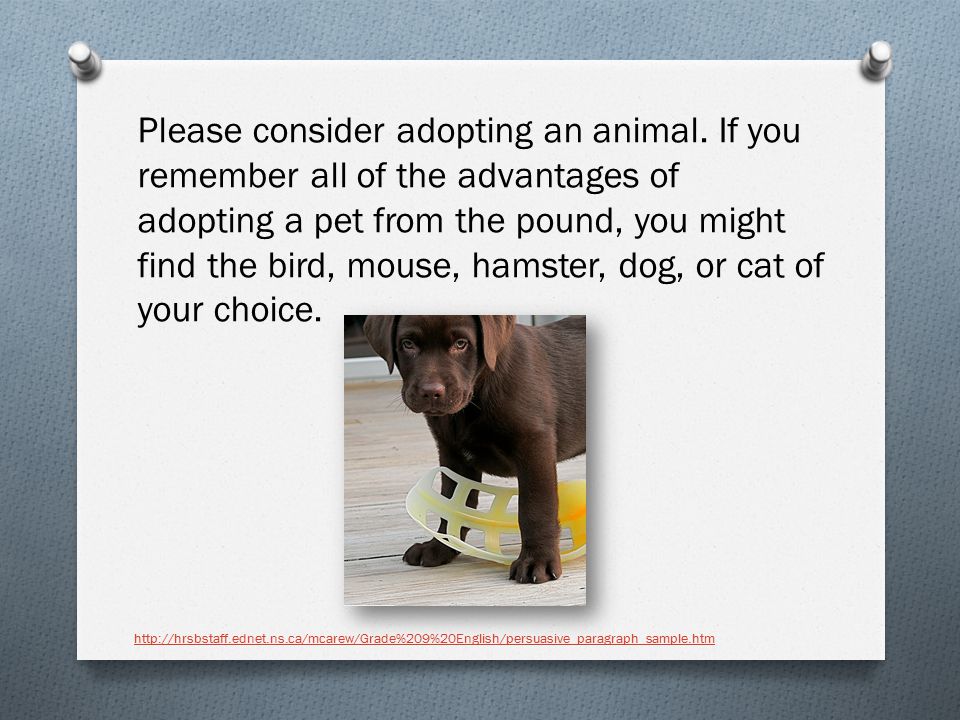 Please consider adopting an animal